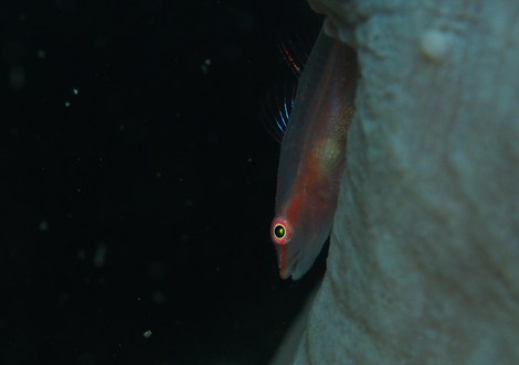 e0115199_1555667.jpg