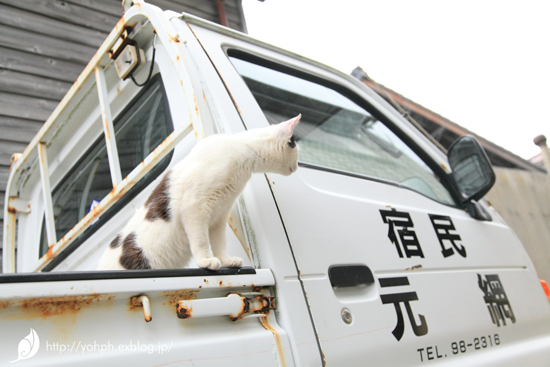 2012年田代島その14、ガリガリッ_a0141802_1524277.jpg