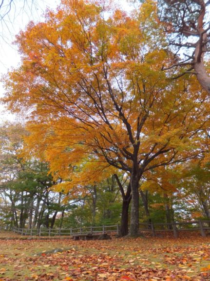 小諸市懐古園の紅葉情報（小諸市ホームページよりH251013～H251114これが最終です）_e0304702_6523728.jpg