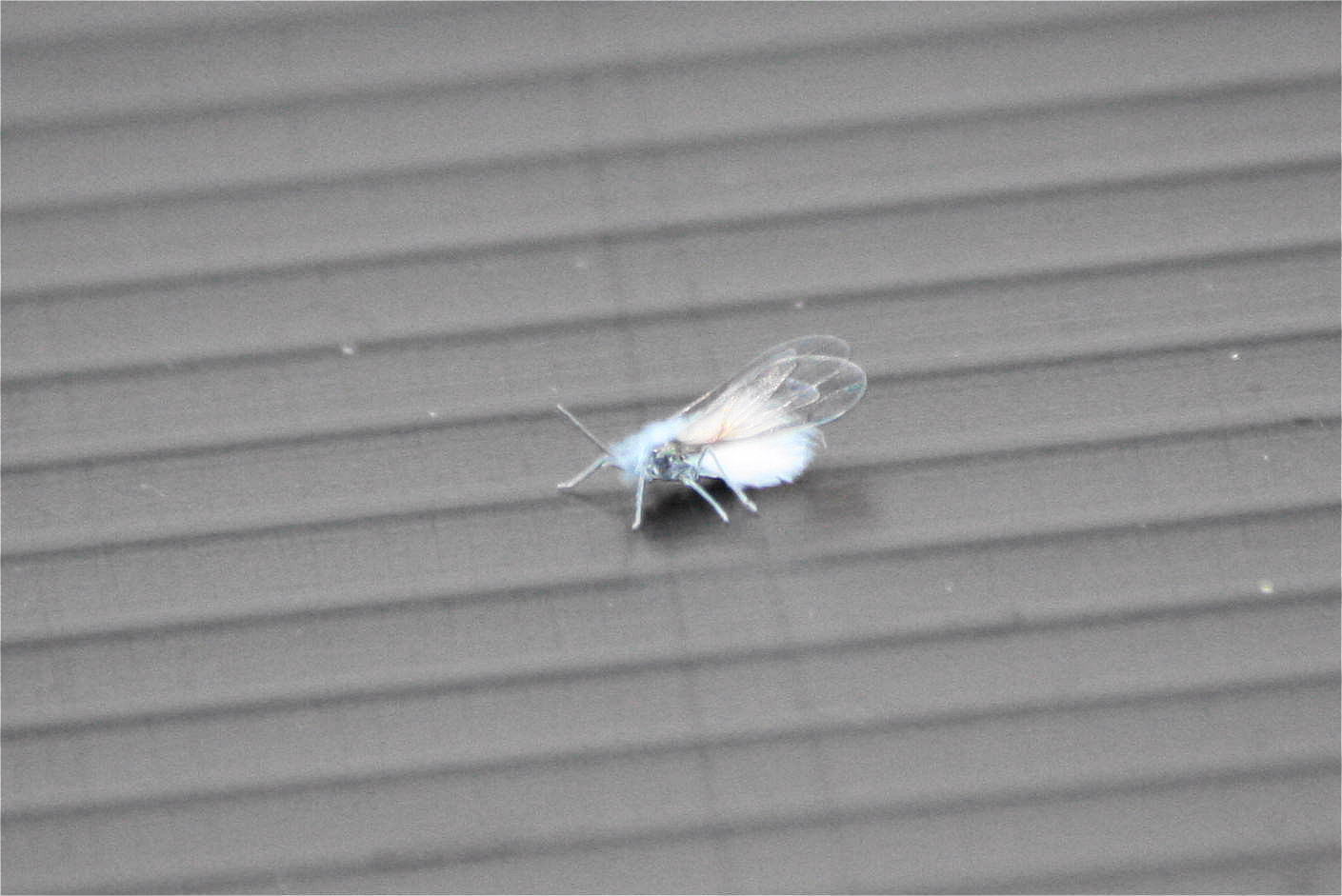 綿虫飛び始める 椿壽菴だより