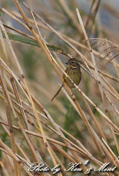 公園の鳥さん達 「ヨシゴイ」 「カワセミ」 「バン」「アオジ」さん♪_e0218518_202269.jpg