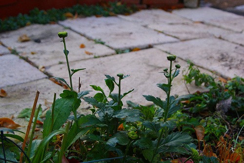 f0170524_96318.jpg