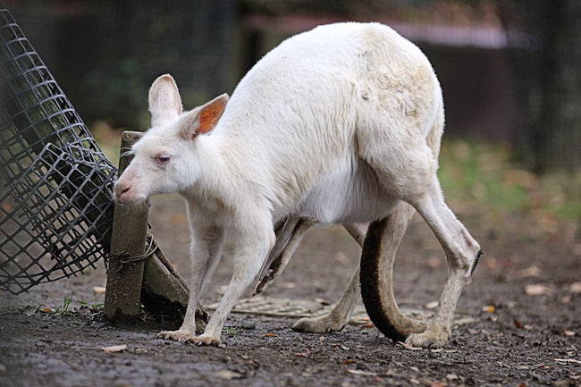 ふれあいカンガルー 動物園放浪記 ふれあいカンガルー 動物園放浪記