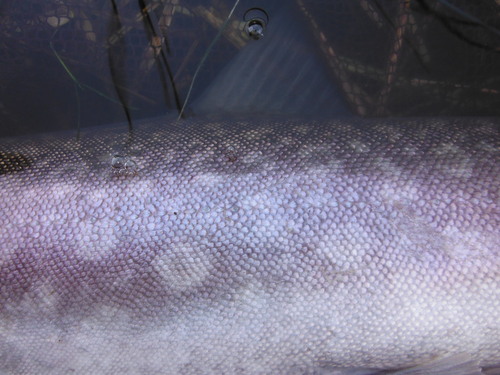 e0262235_20164943.jpg