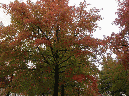 c0136736_17511839.gif
