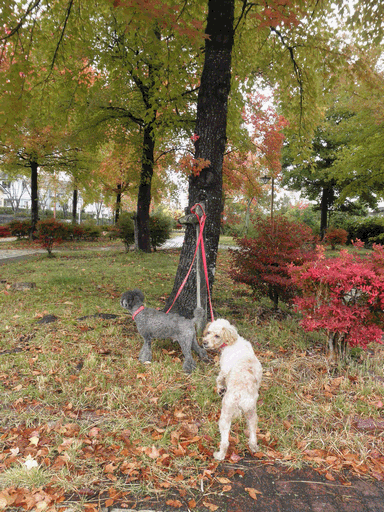 c0136736_17525357.gif