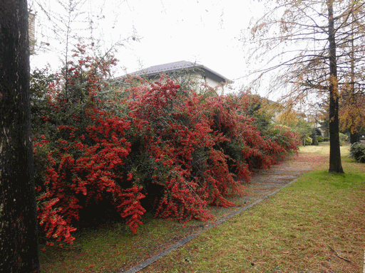 c0136736_17545986.gif