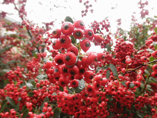 c0136736_17553129.gif