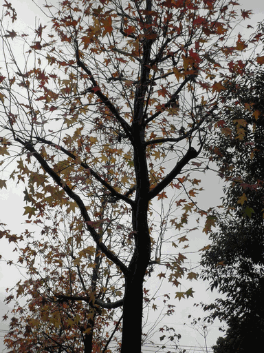 c0136736_1758515.gif