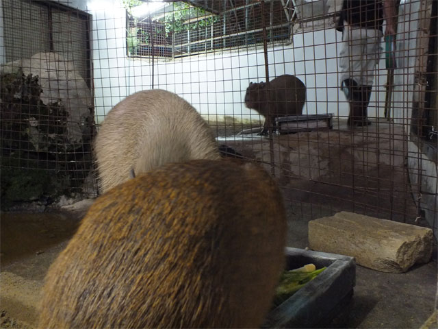 冬が来たよ草津温泉♪_a0179837_19474553.jpg