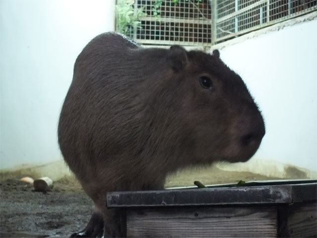 冬が来たよ草津温泉♪_a0179837_19491295.jpg