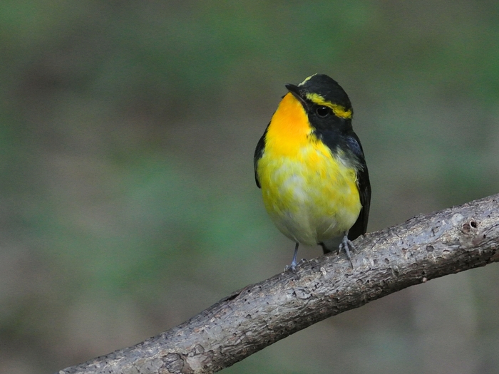 「3年もの？」　キビタキ（黄鶲）♂/Narcissus Flycatcher♂_b0309841_23264352.jpg