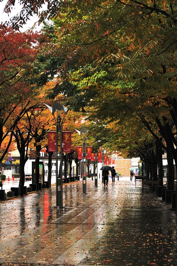 雨の日の街角紅葉（通勤撮影）_d0148541_20572055.jpg