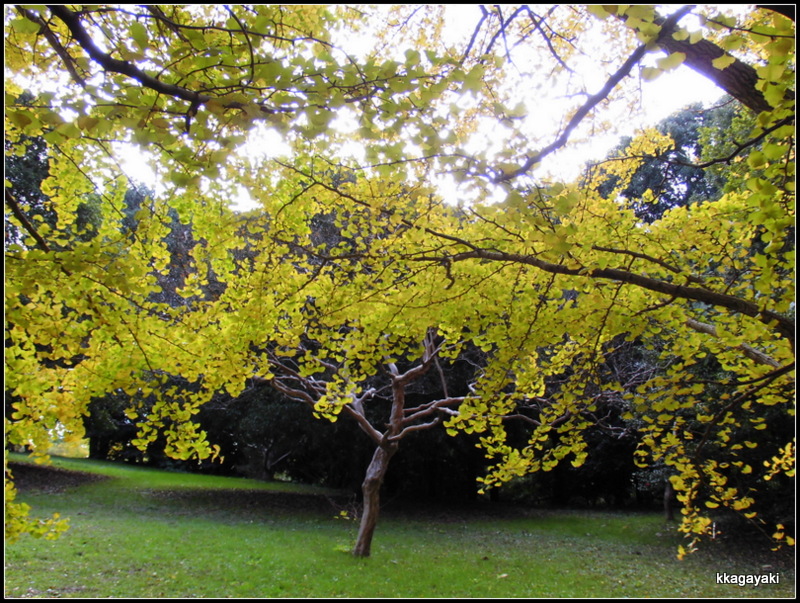 枝垂れ桜を撮る気分_e0206242_2244580.jpg