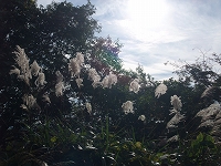 倶利伽羅県定公園周辺紅葉情報_c0208355_1365376.jpg