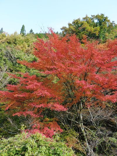 紅葉狩りシーズン到来!!　菊池渓谷の紅葉が見ごろです！_a0254656_1628570.jpg