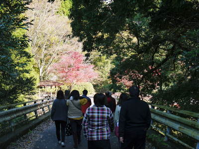 紅葉狩りシーズン到来!! 菊池渓谷の紅葉が見ごろです!_a0254656_16331919.jpg