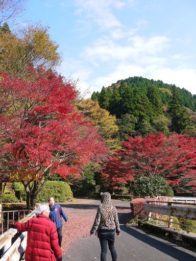 紅葉狩りシーズン到来!! 菊池渓谷の紅葉が見ごろです!_a0254656_16383025.jpg