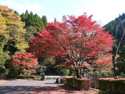 紅葉狩りシーズン到来!! 菊池渓谷の紅葉が見ごろです!_a0254656_1657644.jpg