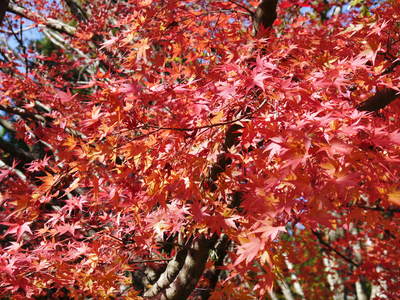 紅葉狩りシーズン到来!! 菊池渓谷の紅葉が見ごろです!_a0254656_1659139.jpg
