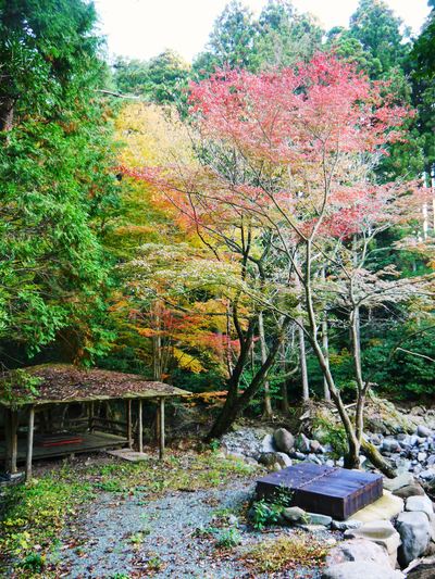 紅葉狩りシーズン到来!! 菊池渓谷の紅葉が見ごろです!_a0254656_17152729.jpg