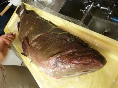 凄い魚だな~_e0252966_12274686.jpg