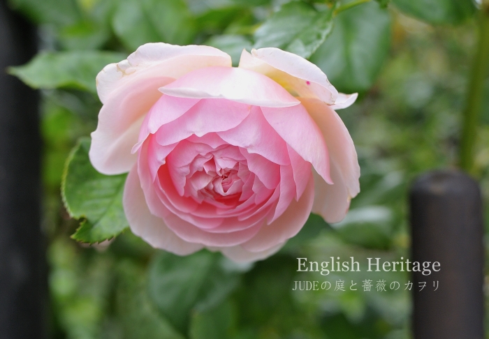 花もちの良いイングリッシュヘリテージ ｊｕｄｅの庭と薔薇のカヲリ