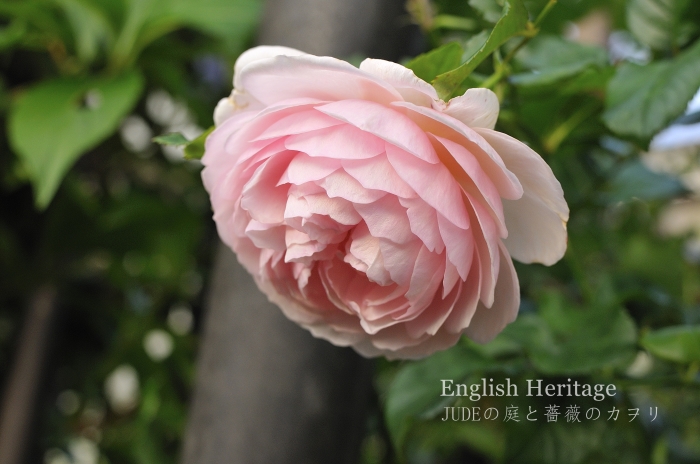 花もちの良いイングリッシュヘリテージ judeの庭と薔薇のカヲリ 花もちの良いイングリッシュヘリテージ judeの庭と薔薇のカヲリ