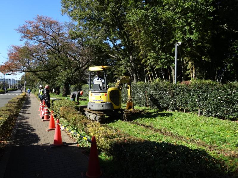 枯れた桜の伐根_f0059673_21133152.jpg