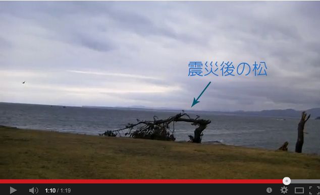 被災松の姿_b0191074_1840831.jpg