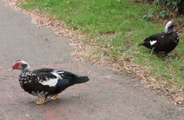 手賀沼に棲む水鳥たち 5_e0200879_11145421.jpg