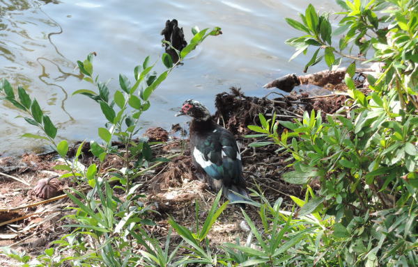 手賀沼に棲む水鳥たち 5_e0200879_11461995.jpg