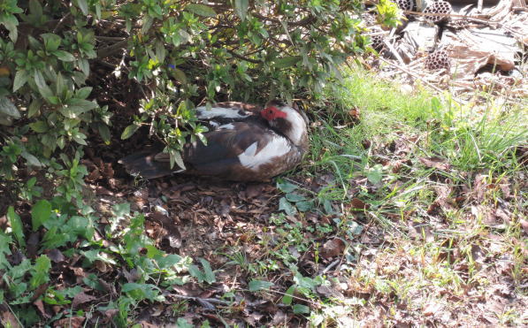手賀沼に棲む水鳥たち 5_e0200879_11463975.jpg