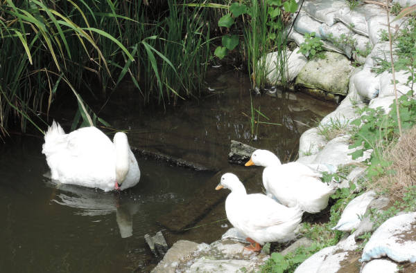 手賀沼に棲む水鳥たち 5_e0200879_1148401.jpg