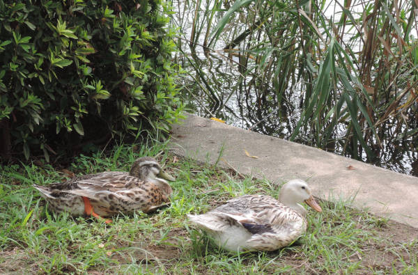 手賀沼に棲む水鳥たち 5_e0200879_11491568.jpg