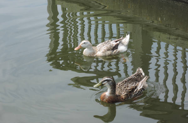 手賀沼に棲む水鳥たち 5_e0200879_11495282.jpg