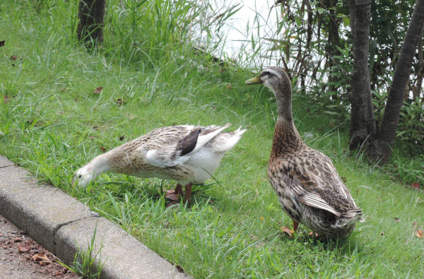 手賀沼に棲む水鳥たち 5_e0200879_11501936.jpg
