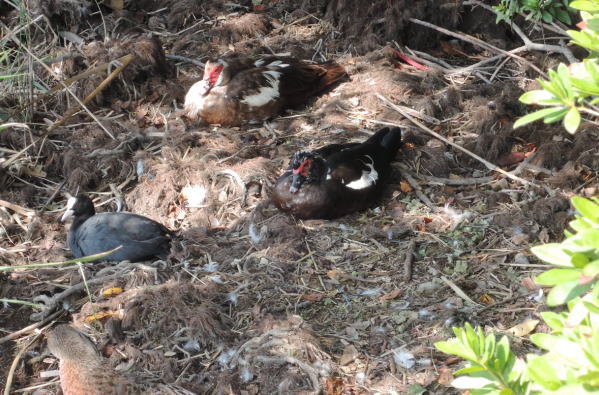 手賀沼に棲む水鳥たち 5_e0200879_11512157.jpg