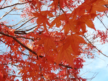 a0011280_189121.gif