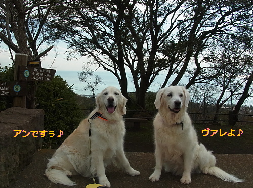 高麗山（その1）11月12日（火）　_b0136381_11333830.jpg