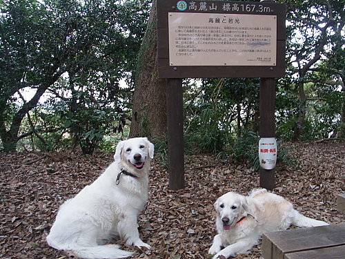 高麗山（その1）11月12日（火）　_b0136381_11572812.jpg