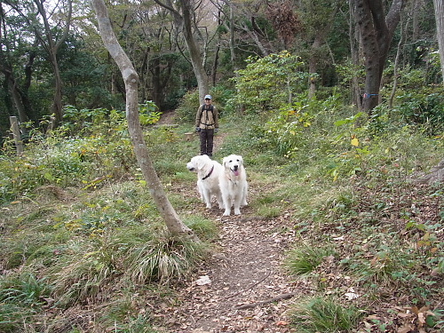 高麗山（その1）11月12日（火）　_b0136381_1263414.jpg