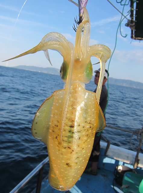 今年の船アオリイカ　総括　魚英_f0106190_2310320.jpg