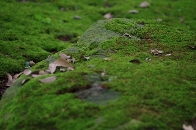 e0196993_162626100.jpg
