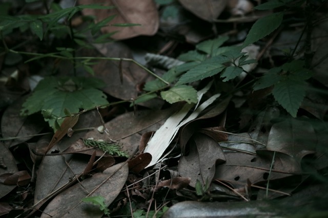 e0196993_16331086.jpg