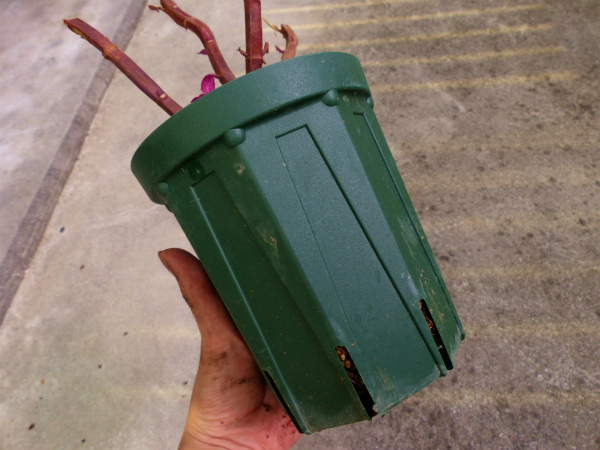 I Love スリット鉢 しぶかわにわ