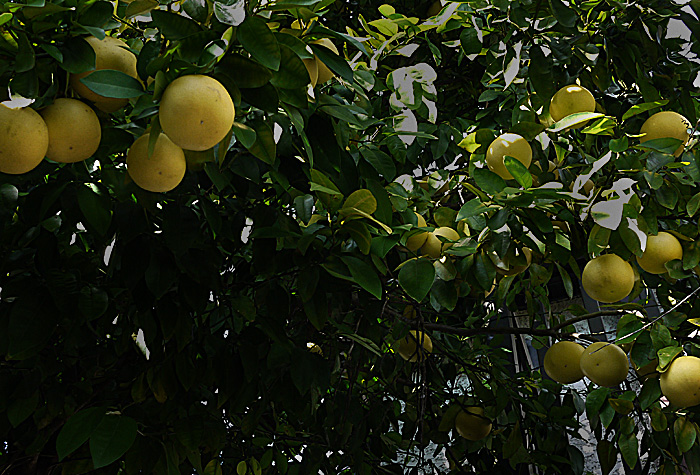 c0165301_16462355.jpg