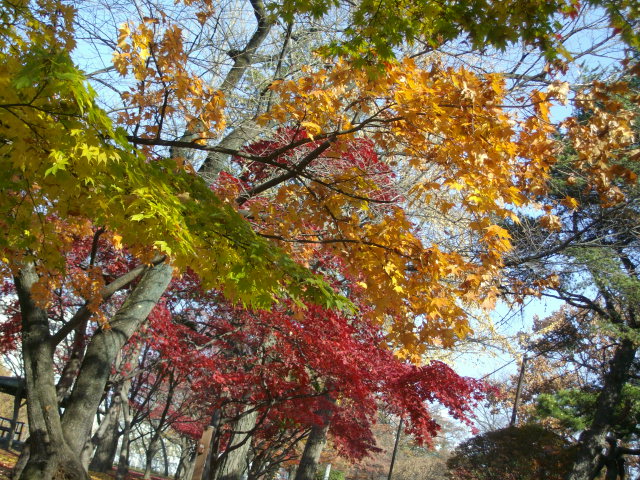 盛岡城跡公園の紅葉..._f0055803_1565187.jpg