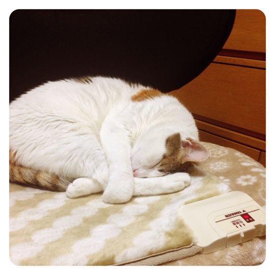 眠り猫_b0142506_22191240.jpg