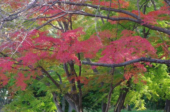 昭和記念公園　紅葉　１_b0151409_22374867.jpg